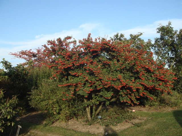 Cotoneaster lacteus automne P27
